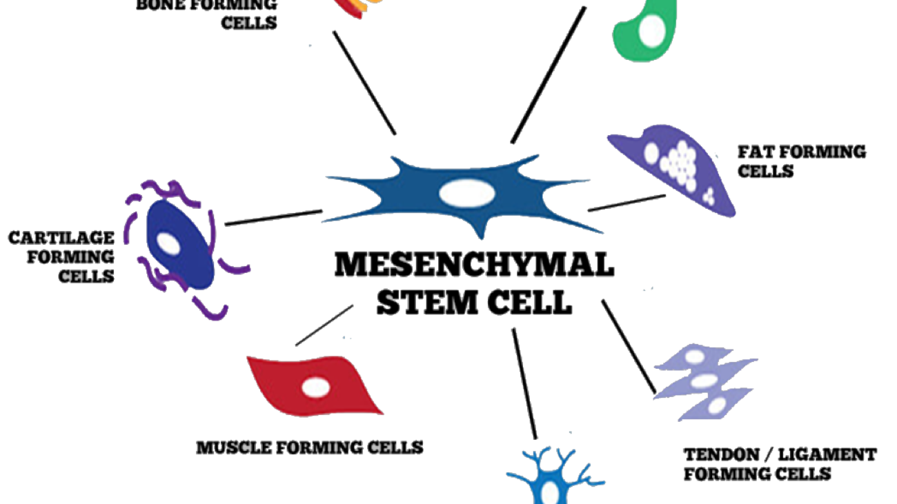 mesenhymal-diagram-02