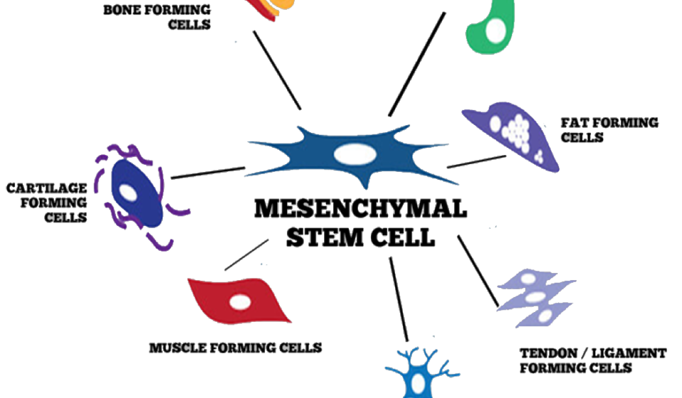 mesenhymal-diagram-02